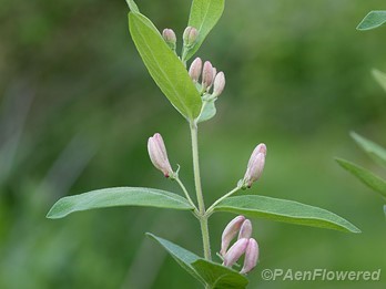 Flower buds and leaves